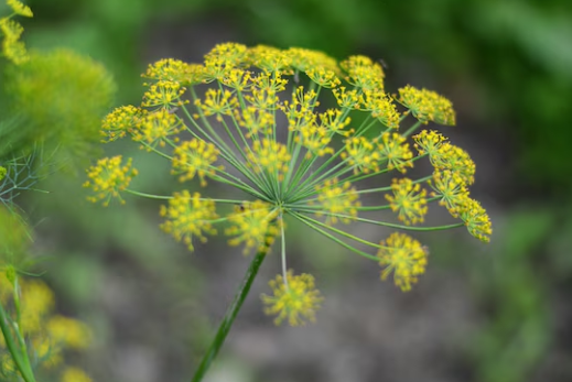 فوائد عشبة الكلخ (الحلتيت): استخداماتها، معناها، وصمغ نباتها